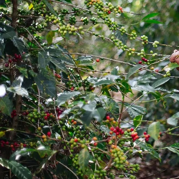 Starbucks 2019 Cherry Coffee Bean Tree Limited Edition Reusable Cup - Picture 10 of 10